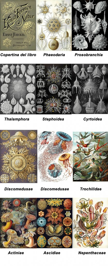 Alcune immagini tratte da "Kunstformen der Natur", di Ernst Haeckel