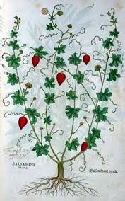 Momordica balsamina - Erbario di Leonhart Fuchs (1543)