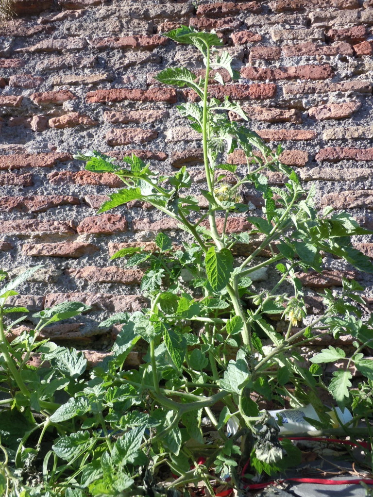Solanum lycopersicum Solanacee
