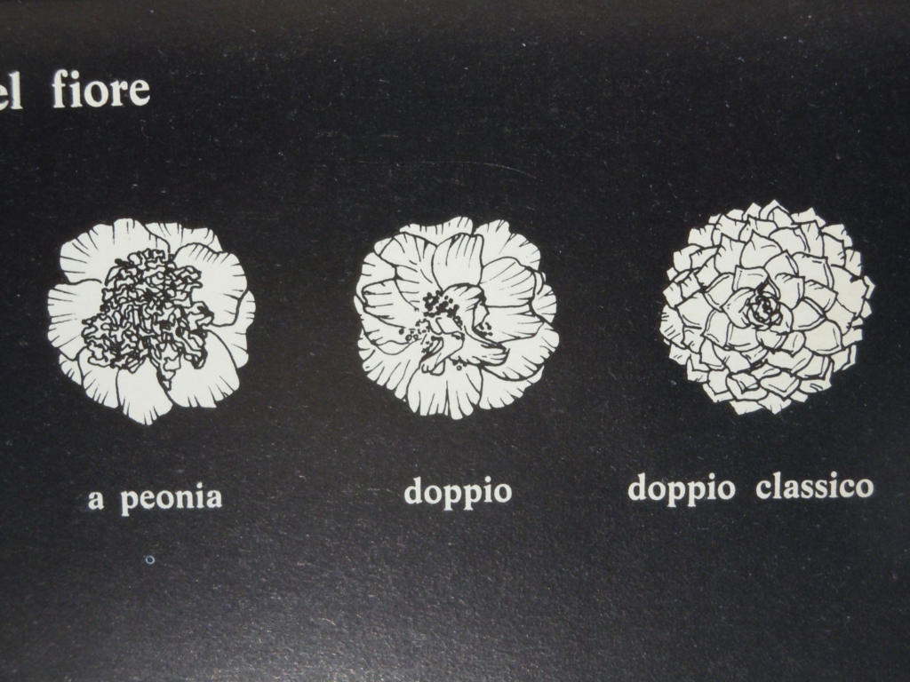 Le caratteristiche dei fiori (2)